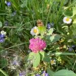 Trifolium pratenseFlor