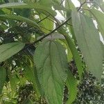 Debregeasia longifolia Folio