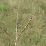 Dichanthium aristatum Flors