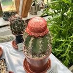 Melocactus intortus Yaprak