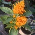 Celosia argenteaᱥᱟᱠᱟᱢ