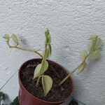 Peperomia scandens Leaf