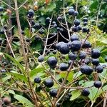 Ligustrum vulgare Costuma