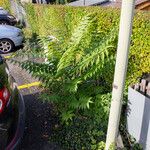 Ailanthus altissima Blatt