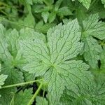 Geranium versicolor List