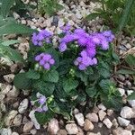 Ageratum houstonianum Hàbitat