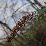 Buddleja globosa Gyümölcs