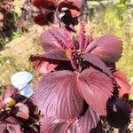 Acalypha wilkesiana Leaf