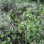 Amelanchier utahensis Habitat