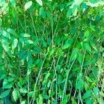 Ficus citrifolia Folha