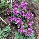Thymus praecox Blüte