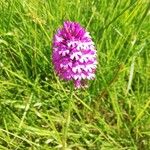 Anacamptis pyramidalisFlower