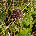 Allium oleraceum Fruit