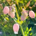 Silene behen Fula