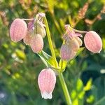 Silene behen Flower