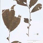 Casearia obovalis Blatt