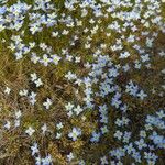 Houstonia caerulea 花