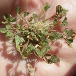 Trifolium suffocatum Libunga