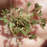 Trifolium suffocatum Celota