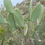 Opuntia maxima Bark