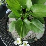Echinodorus cordifolius Frunză