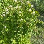 Cornus sanguineaLorea