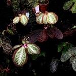 Sonerila primuloides Hoja