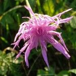 Centaurea decipiens Blomst