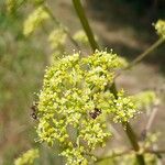 Peucedanum alsaticum Blüte