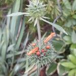 Leonotis nepetifolia Flower