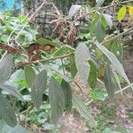Cajanus cajan Lapas