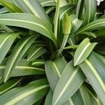 Hippeastrum reticulatum Leaf