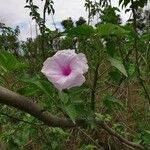 Ipomoea carnea 花