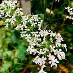 Heracleum sphondylium花