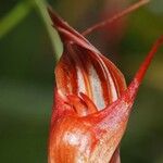 Pterostylis splendens Фрукт