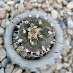 Turbinicarpus schmiedickeanus Листок