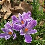 Crocus versicolor Virág
