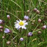 Tripolium pannonicum 花
