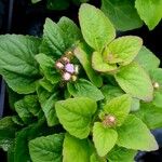 Ageratum houstonianum Flor