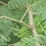 Senegalia ataxacantha 樹皮