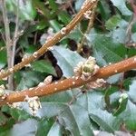 Forsythia viridissima Leaf