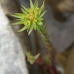 Euphorbia sulcata Flower