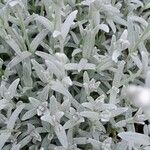 Cerastium tomentosum Leaf