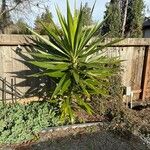 Yucca aloifolia 叶