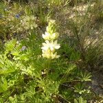 Lupinus densiflorus Plante entière