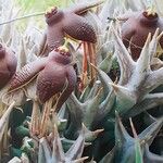 Orbea umbracula Flower