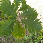 Quercus frainetto ഇല
