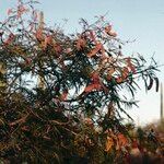 Vachellia pennatula Плод