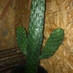 Consolea rubescens Hoja