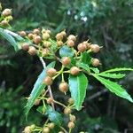 Azara lanceolata Frucht